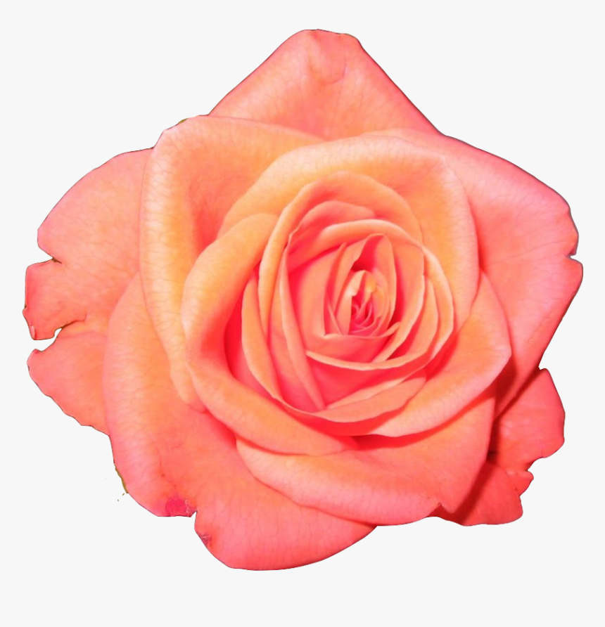 Transparent Flower Crown Tumblr Image Collections Flower - Transparent Orange Flower Crown, HD Png Download