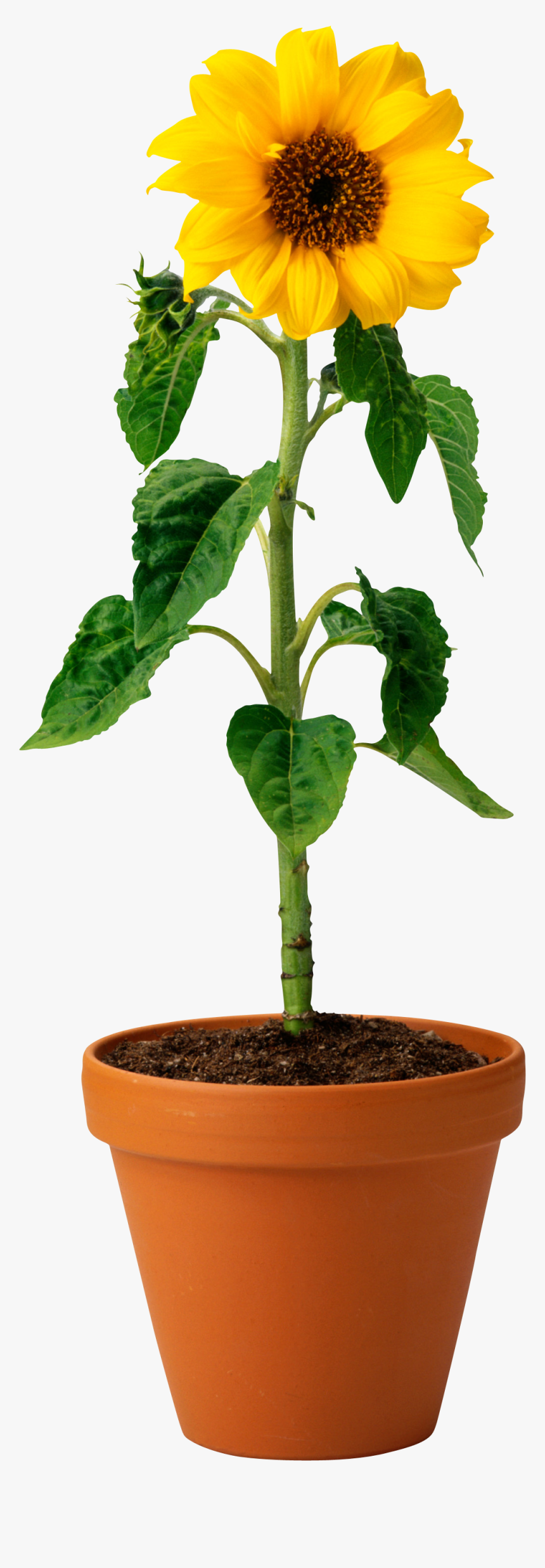 Sunflower Png - Real Sunflower In Pot, Transparent Png