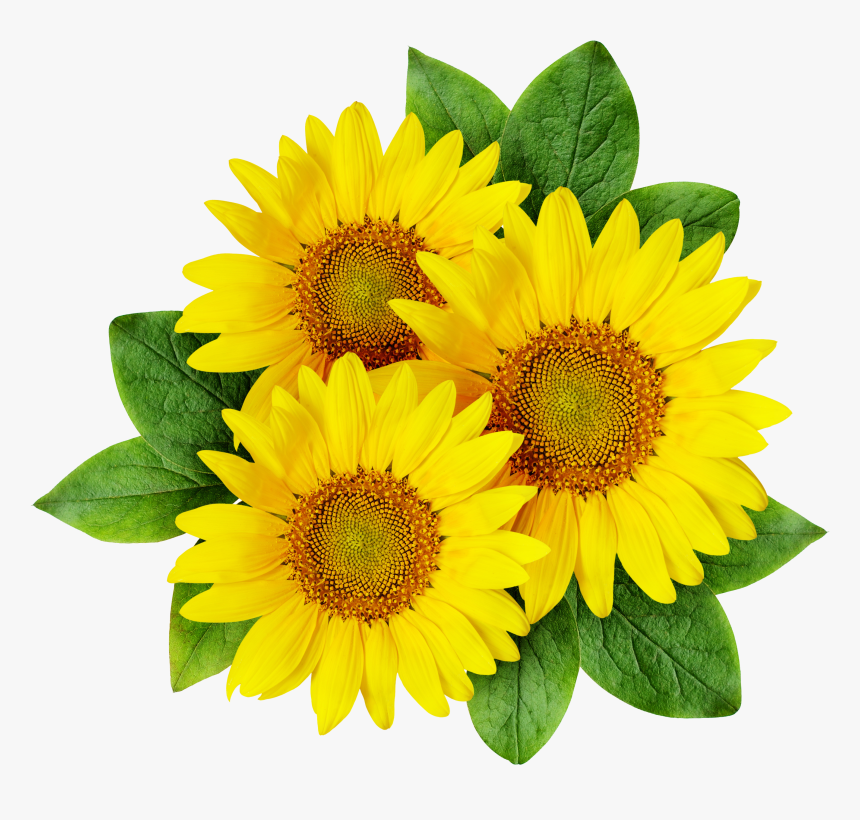 Common Sunflower Cartoon Sunflower Seed - Sunflower Png, Transparent Png