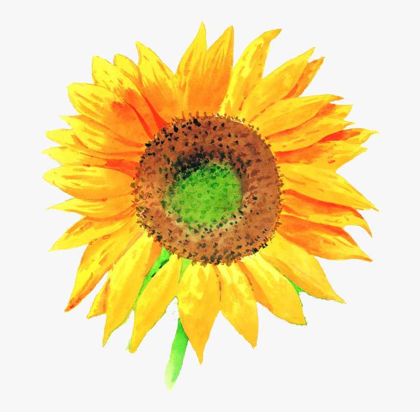 Sunflower Illustration, HD Png Download