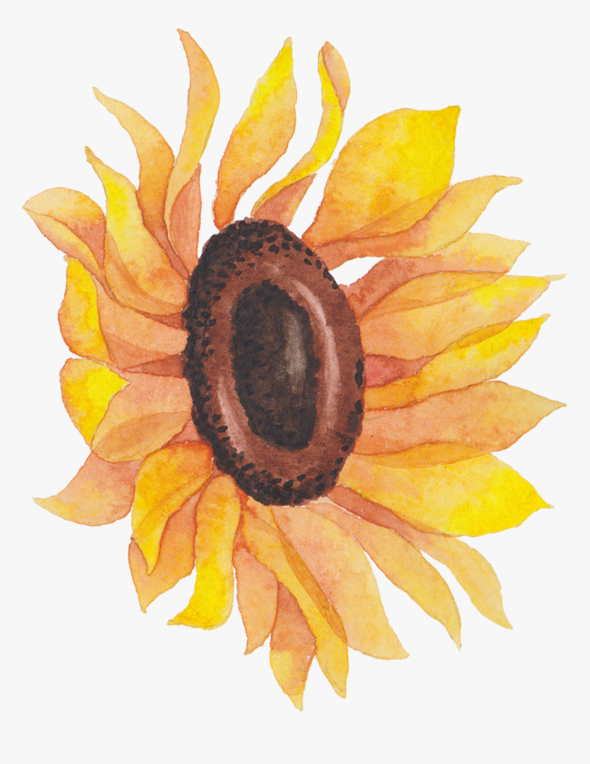 Transparent Watercolor Flowers Sunflower Watercolor, HD Png Download