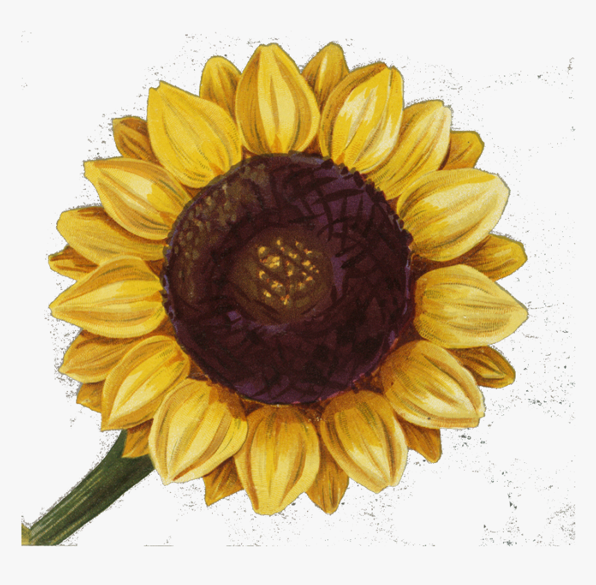 Sunflower Png, Transparent Png