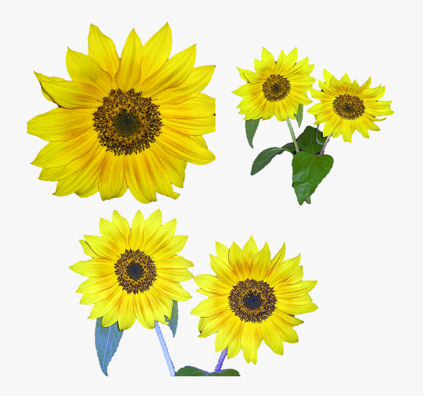 Sunflower, HD Png Download