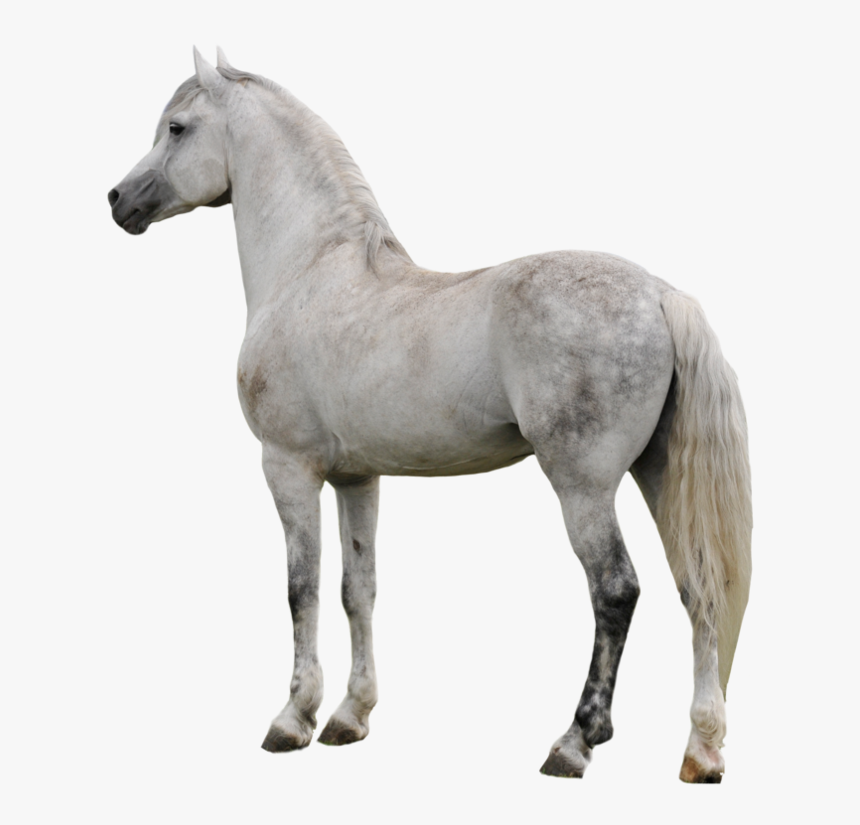 Download Horse Png Transparent Images Transparent Backgrounds - White Horse Transparent, Png Download