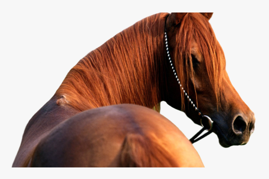 Horse Head No Background, HD Png Download , Transparent Png Image PNGitem