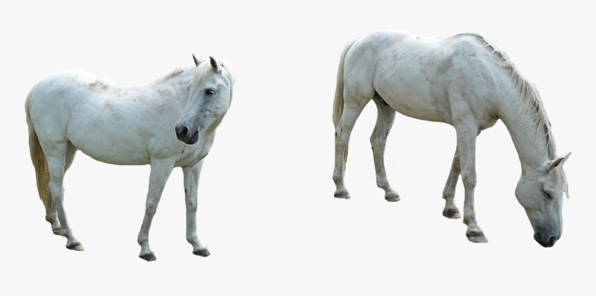 Horse Png Image Background - Horse, Transparent Png