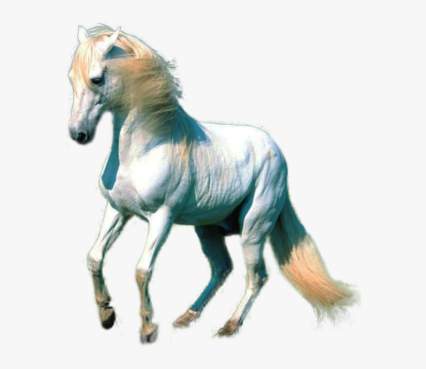 White Horse Png - Horse Png For Photoshop, Transparent Png