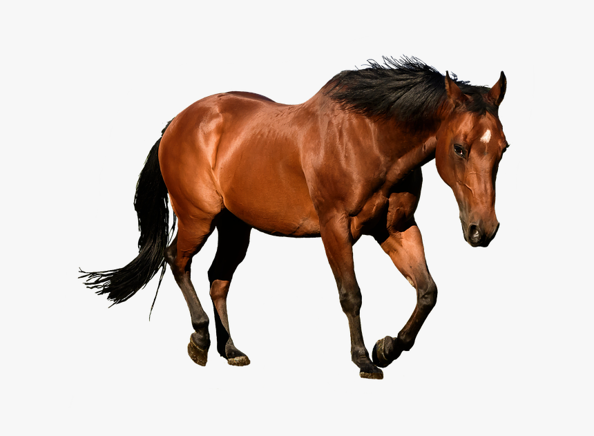 Horse, Cutout, Isolation, Bay, Animal, Equestrian - Horses Transparent, HD Png Download