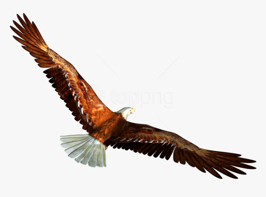 Free Png Download Eagle Png Images Background Png Images - Eagle Transparent, Png Download