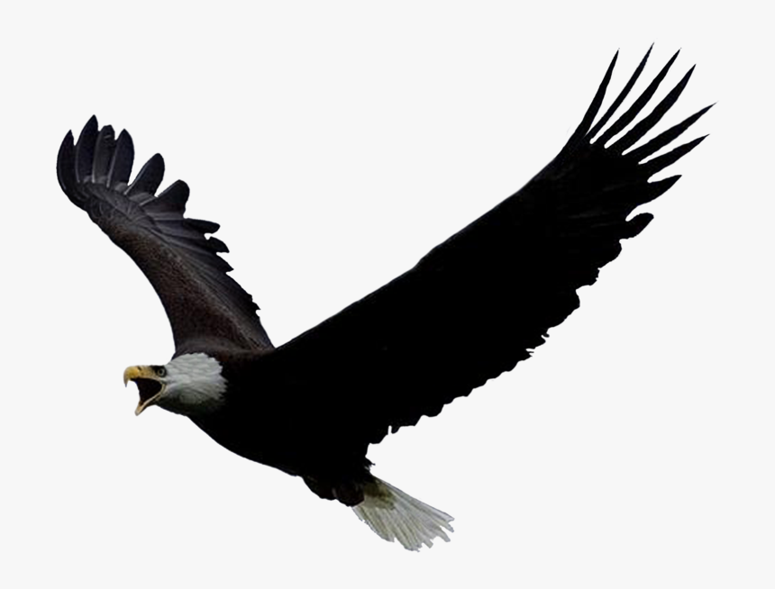 Eagle Png Free Image Download - Screeching Eagle, Transparent Png