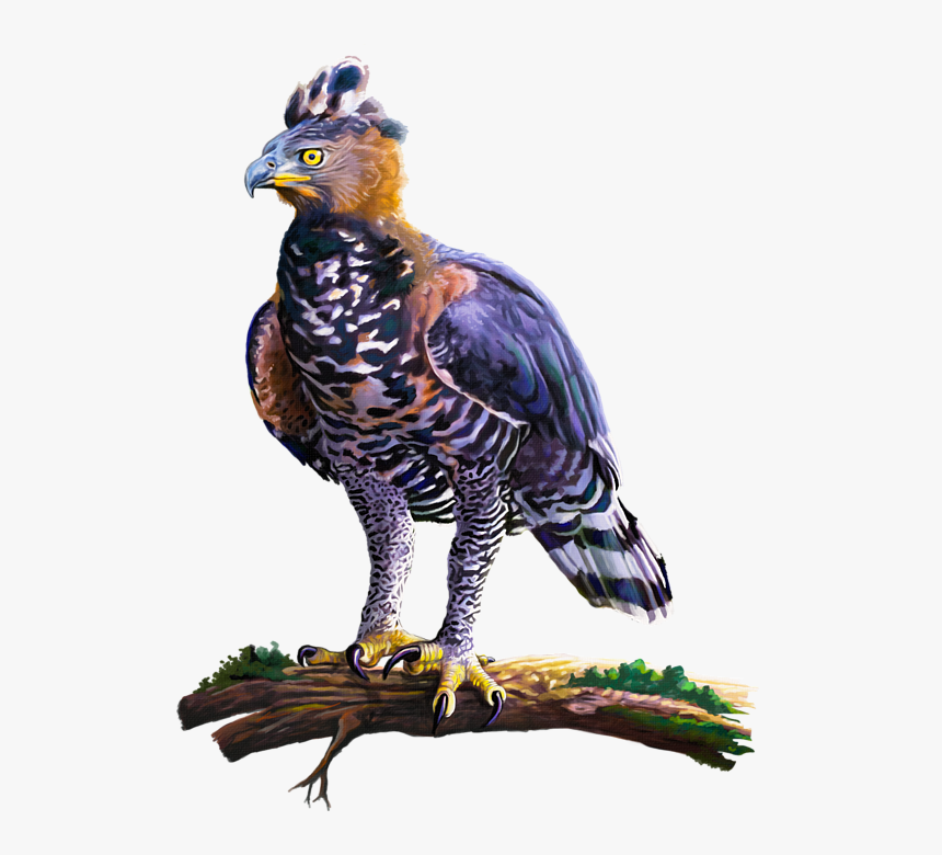 Click And Drag To Re-position The Image, If Desired - African Crowned Eagle, HD Png Download