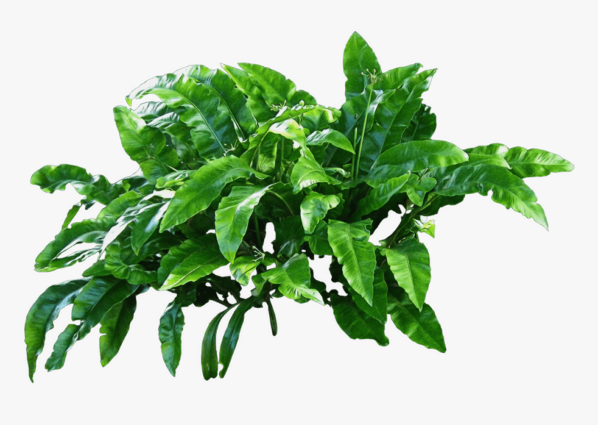 Plants Green - Transparent Plant Png, Png Download