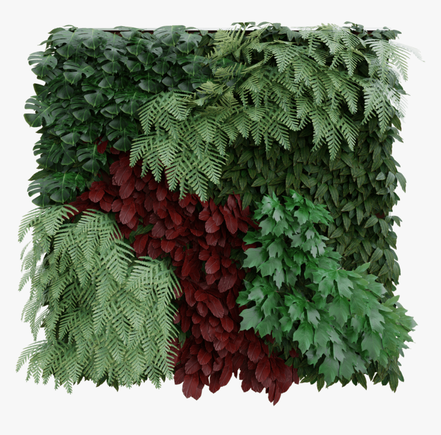 Plants Png Wall - Maple Leaf, Transparent Png