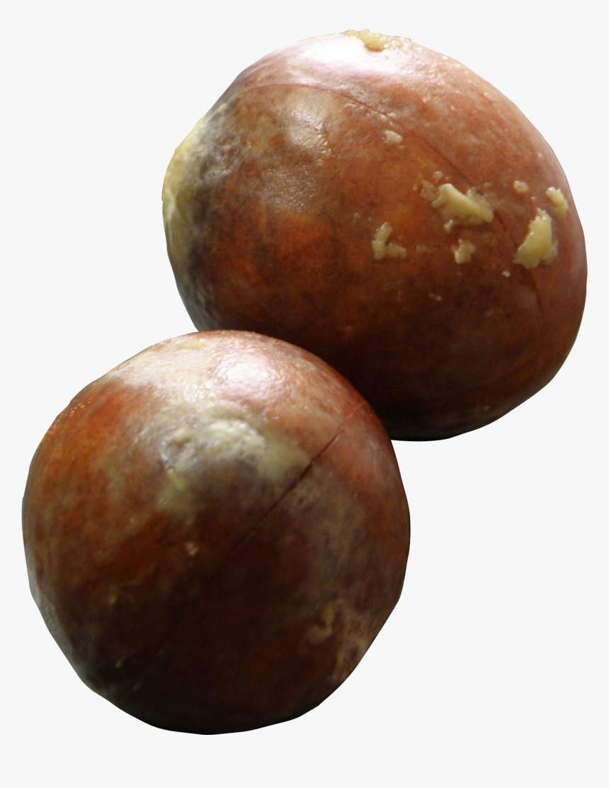 Avocado Seeds - Avocado Seed, HD Png Download