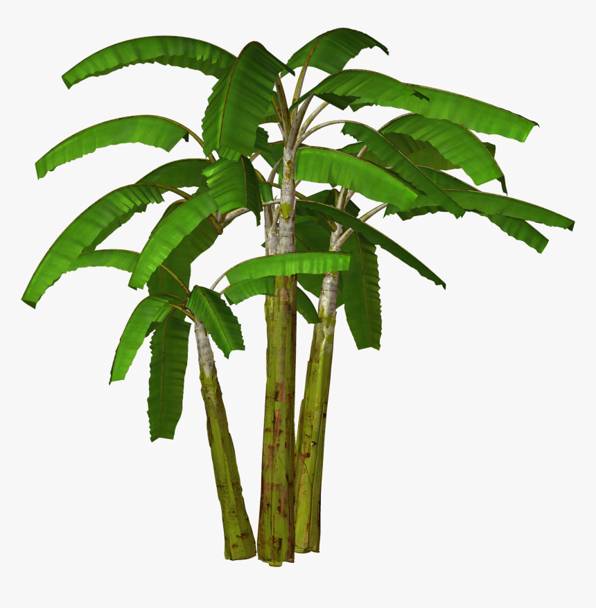 Banana Tree Png - Banana Tree Clipart Png, Transparent Png