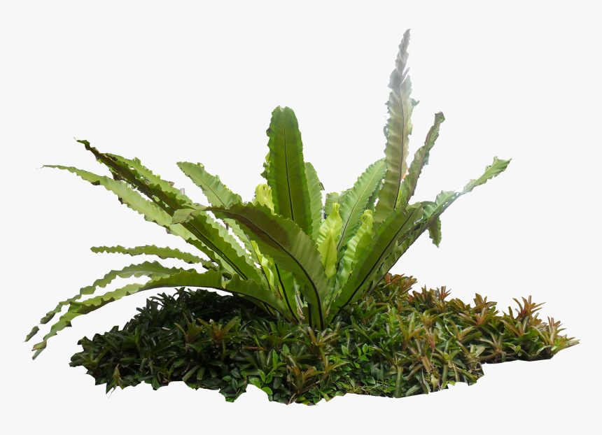 3 Backgrounds, Fern - Bird's Nest Fern Transparent, HD Png Download