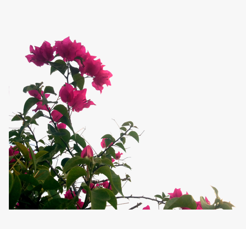 Trinitaria Png, Transparent Png