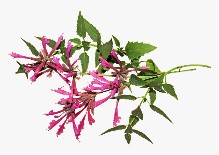 Flor De Anis Png, Transparent Png