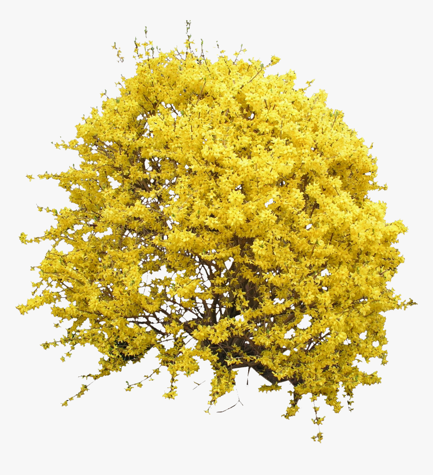 Blooming Forsythia Bush Png, Transparent Png