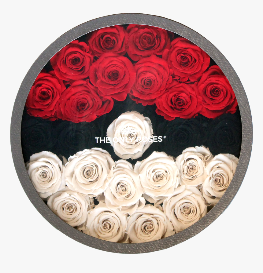 Garden Roses, HD Png Download