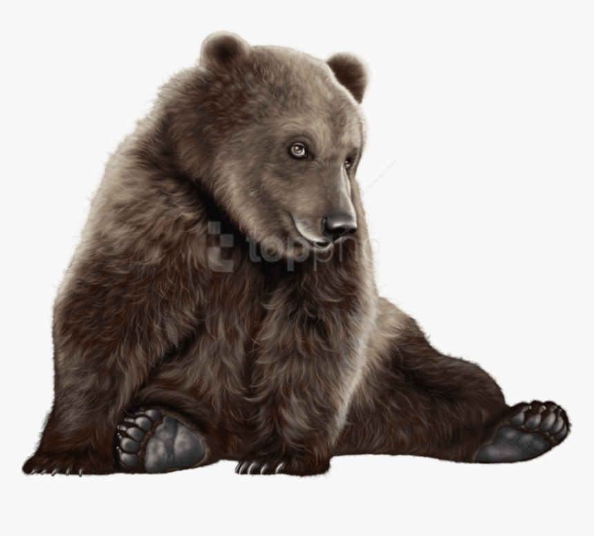 Bear Png Clip Art - Baby Black Polar Bear, Transparent Png