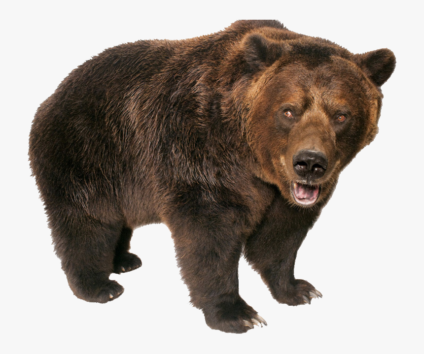 Grizzly Bear Png - Grizzly Bear Transparent Background, Png Download