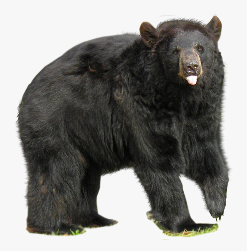 Download Bear Png - Asian Black Bear Png, Transparent Png