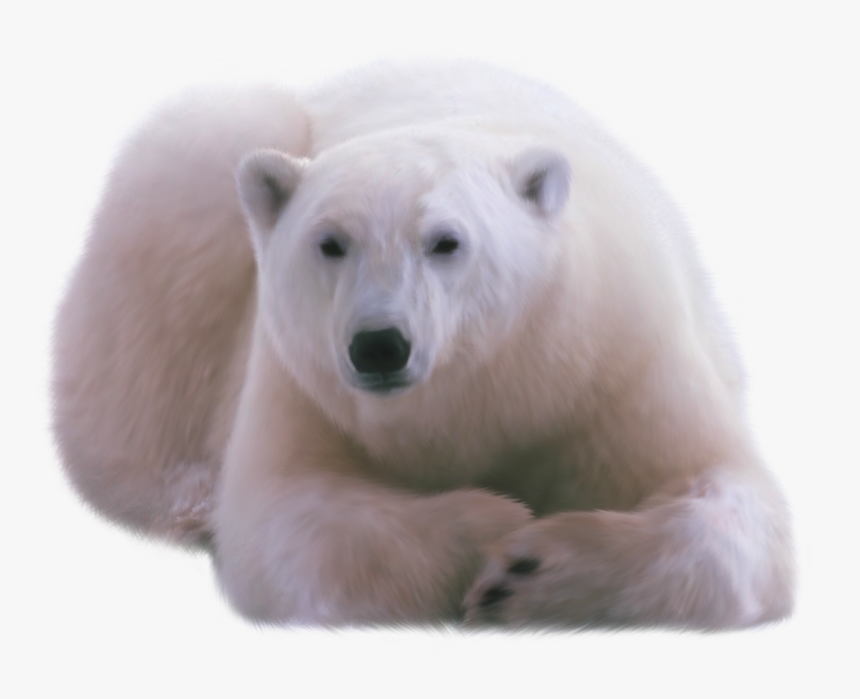 Polar Bear Png - Orso Polare Png, Transparent Png
