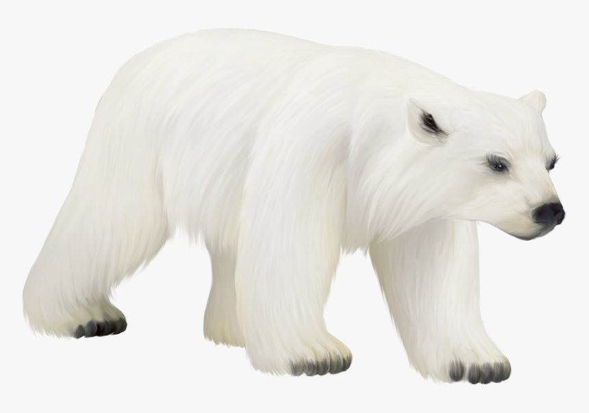 Polar Bear Cub Png - Clipart Polar Bear Png, Transparent Png