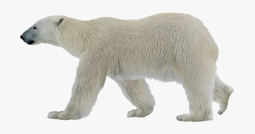 Polar Bear Png Photo - Polar Bear Png, Transparent Png