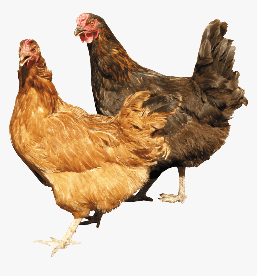 Two Chicken Png Image - Chickens Png, Transparent Png