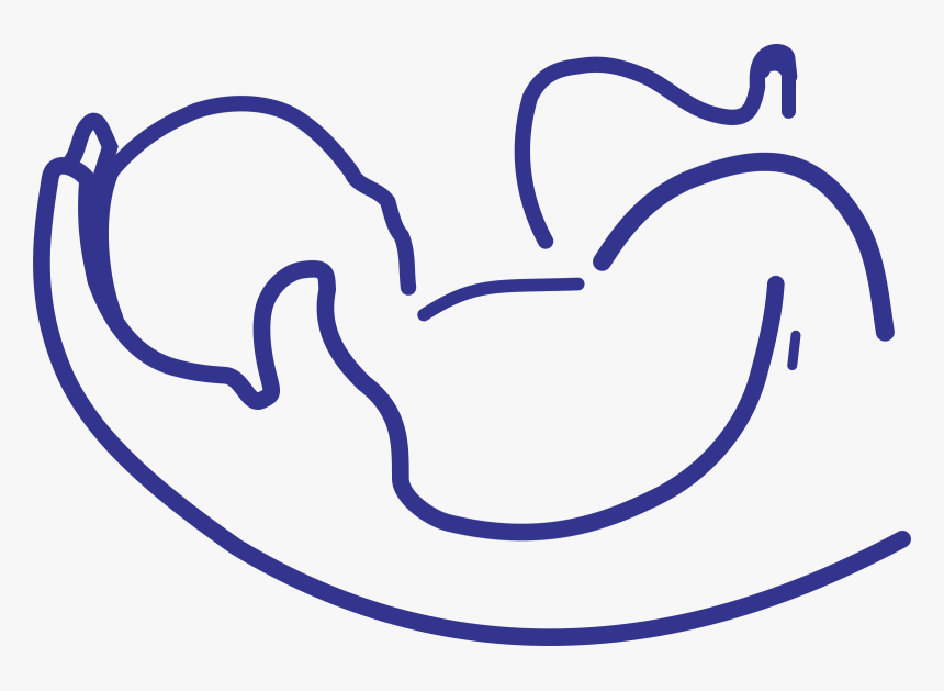 Baby Logo Png, Transparent Png