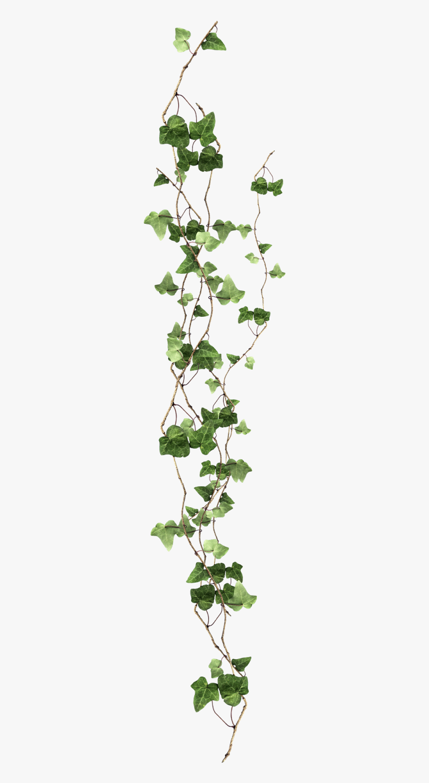 Plant Vine Ivy Free Clipart Hd Clipart - Ivy Png, Transparent Png