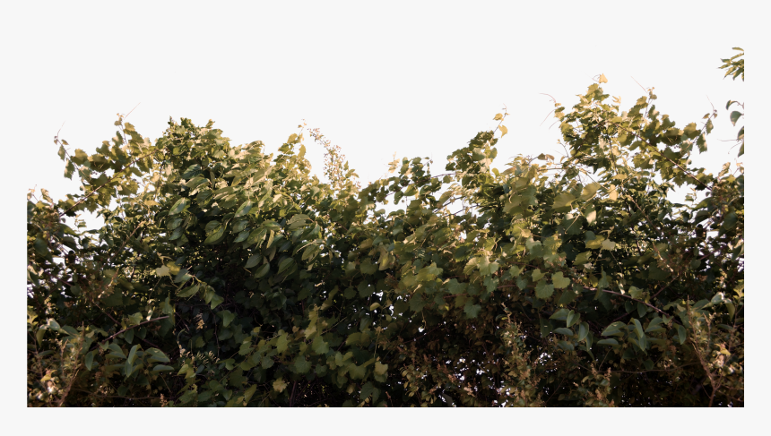 Foliage Bushs And Vines Png Stock Photo 0059 Autum - Foliage Png, Transparent Png
