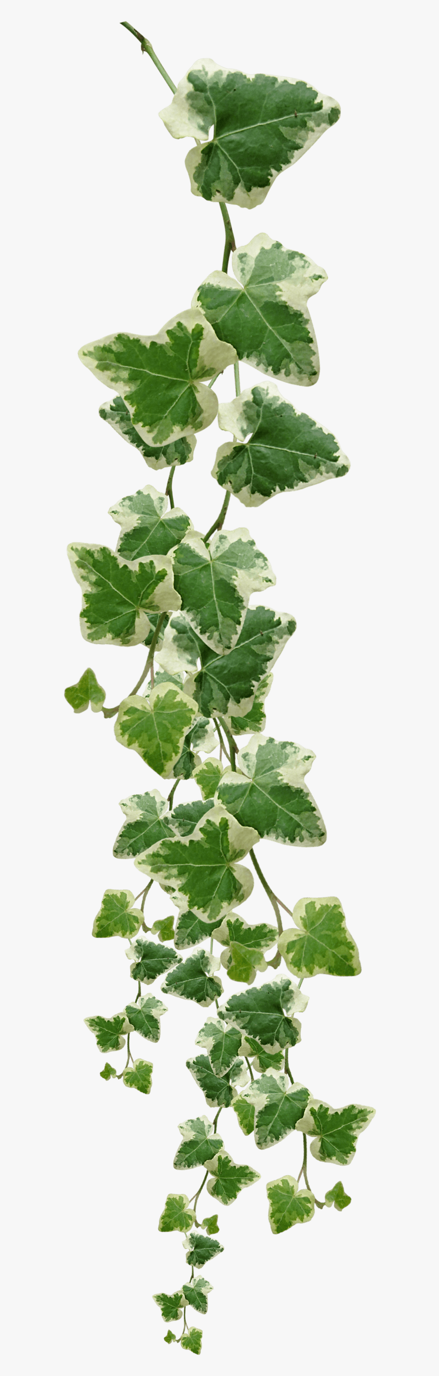 Jungle Vine Border Joy Studio Design Gallery Best Design - Ivy Png, Transparent Png