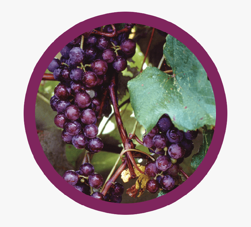 Black Corinth Grapes, HD Png Download