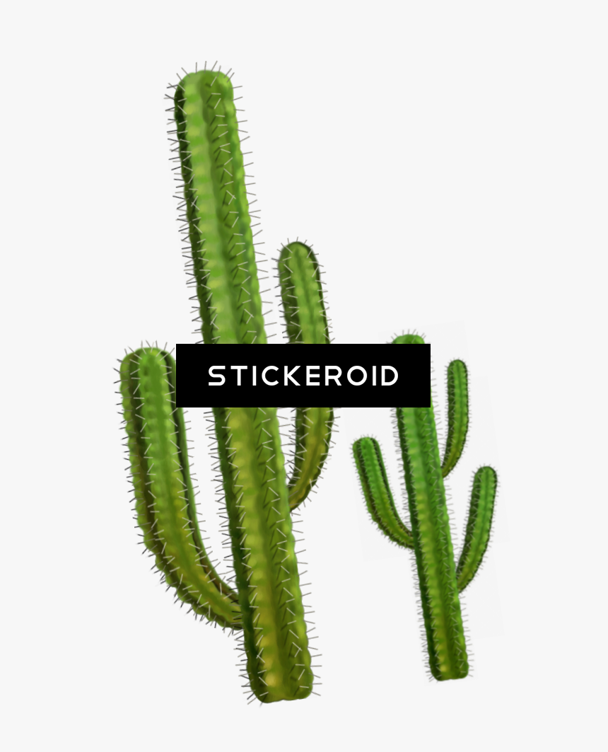 Cactus Png , Png Download - Cactus Transparent Background, Png Download