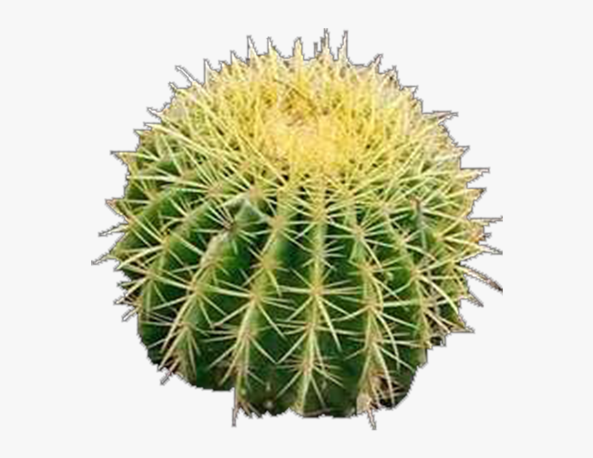 Hedgehog Cactus, HD Png Download