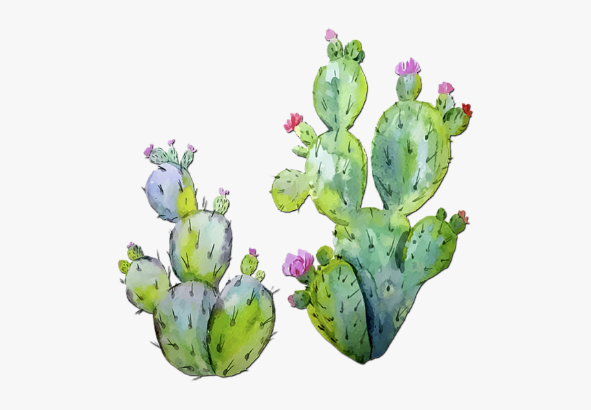 Prickly Pear Cactus Watercolor, HD Png Download