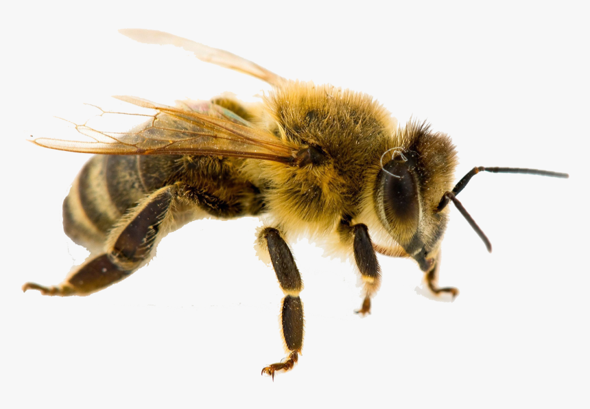 Bee Png Free Pic - West Virginia State Insect, Transparent Png