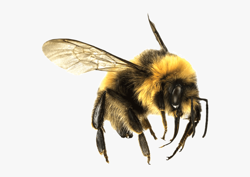 Bee Large - Bumble Bee Png Transparent, Png Download