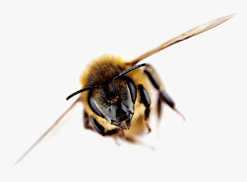 Bee Free Png Image - Importance Of Bees Facts, Transparent Png