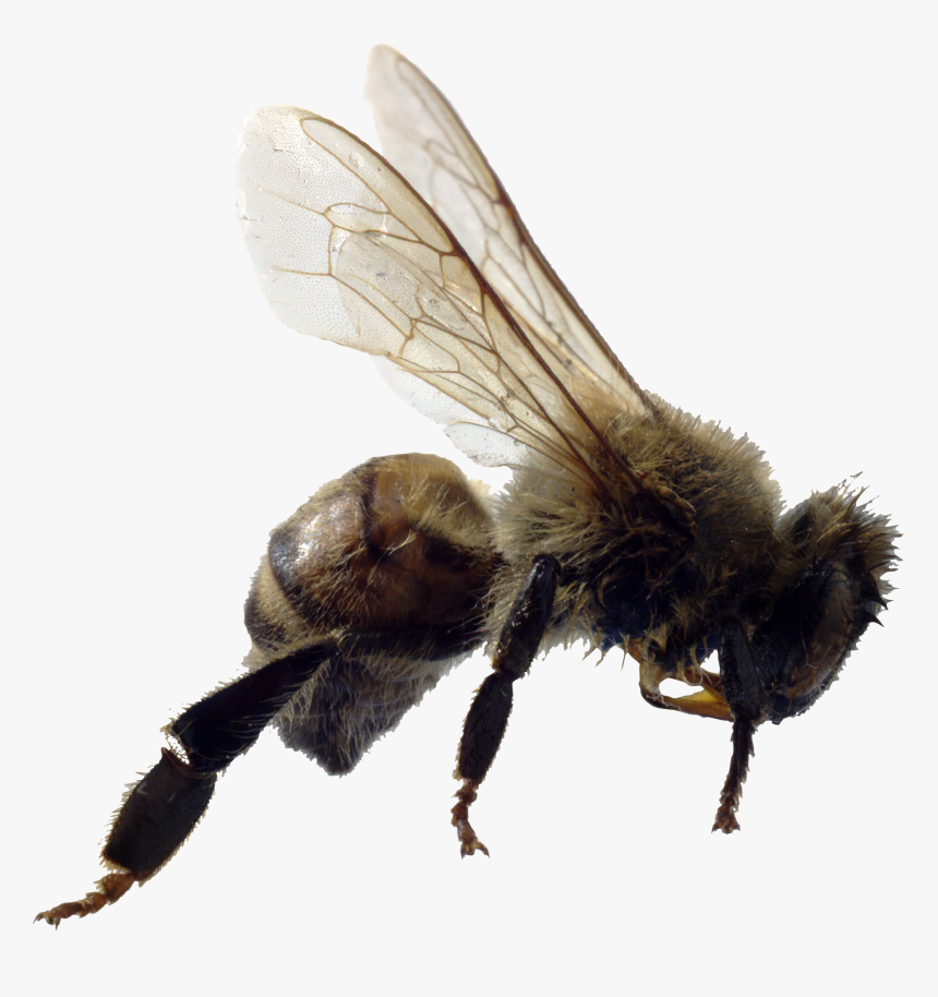 Bee Png Image - Killer Bees, Transparent Png