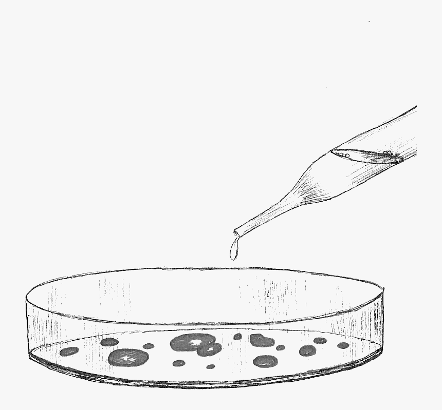 Line Art, HD Png Download