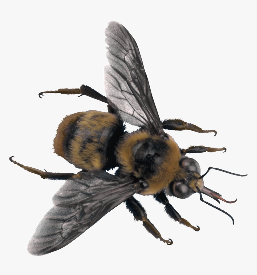 Best Free Bee Png Picture - Sweat Bee Transparent Background, Png Download