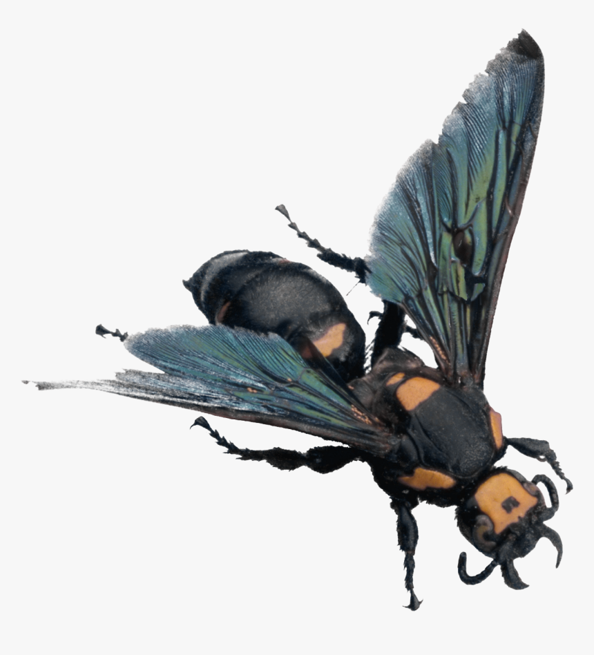 Bee Png Image - Minibeasts, Transparent Png