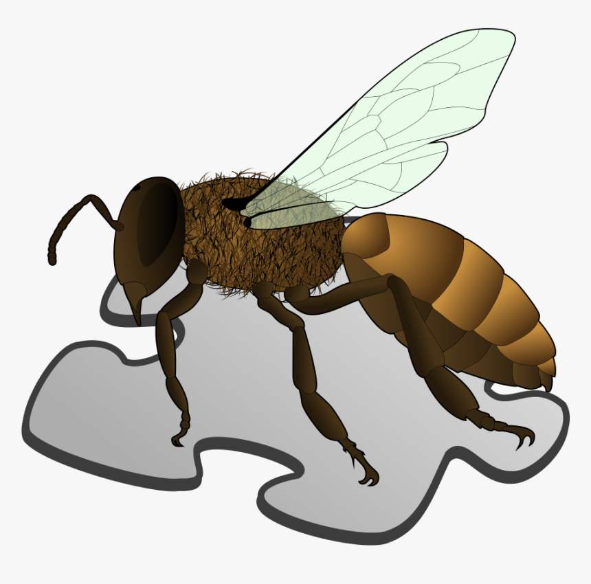 Bee Png Picture - Anatomy Of A Sandfly, Transparent Png