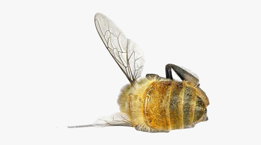 Bee Png, Transparent Png