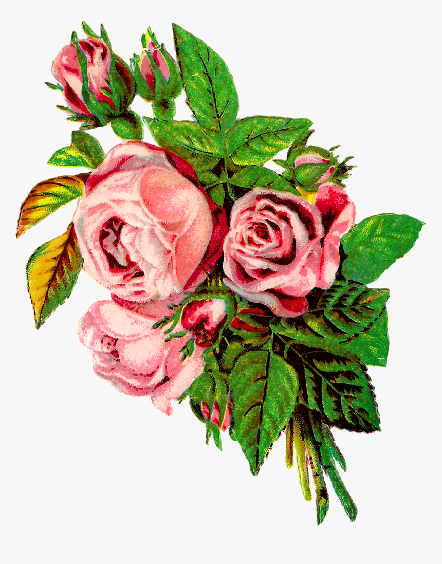 Rose Flower Botanical Artwork Image Transfer Clipart - Shabby Pink Rose, HD Png Download
