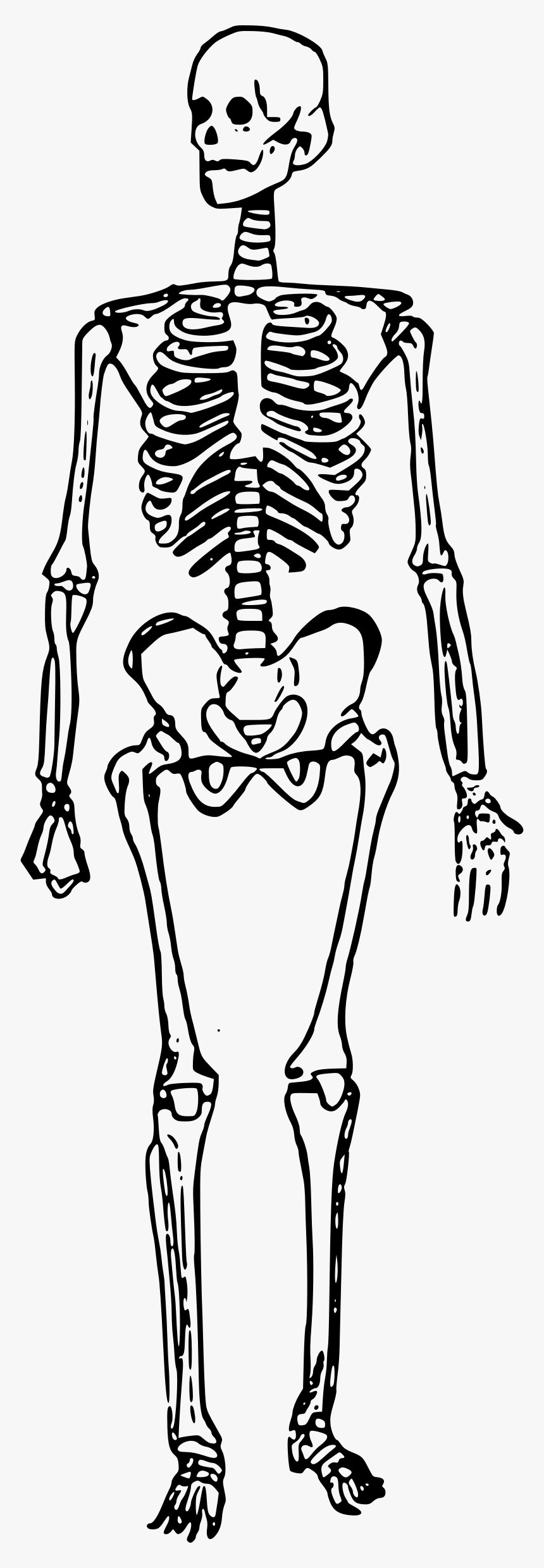 Man Standing Big Image - Skeleton Clipart Transparent, HD Png Download